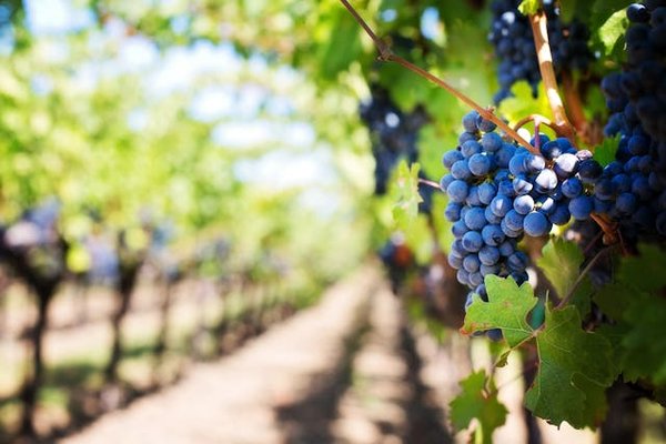 Comment organiser une visite des vignobles de la Napa Valley, USA?